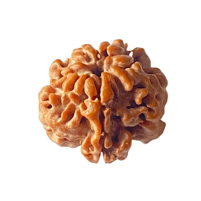 Holy Rudraksha 1 Mukhi Rudraksha – Nepal Origin | Natural & Certified image 3
