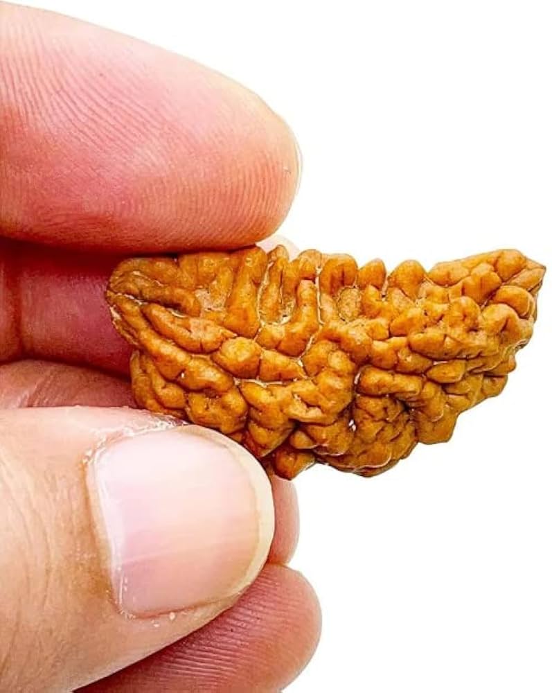 Holy Rudraksha 1 Mukhi Rudraksha – Himalaya Origin | Natural & Certified