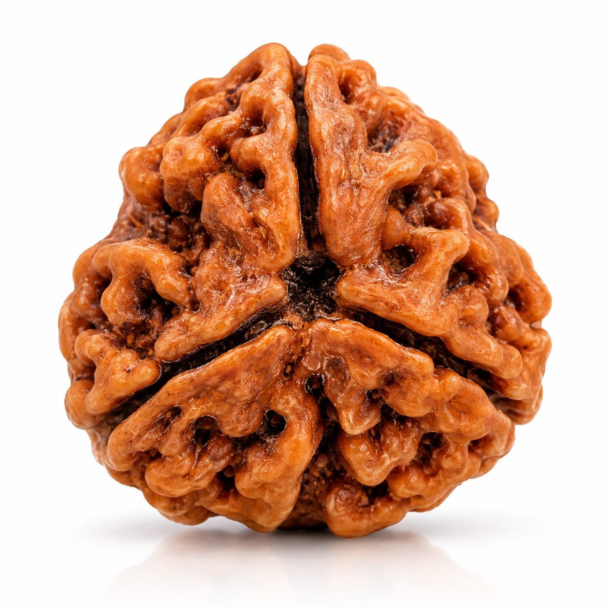 Holy Rudraksha 3 Mukhi Natural Rudraksha β Nepal Origin | Natural & Certified