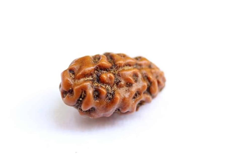 Holy Rudraksha 1 Mukhi Java Rudraksha – Indonesian Origin | Natural & Certified