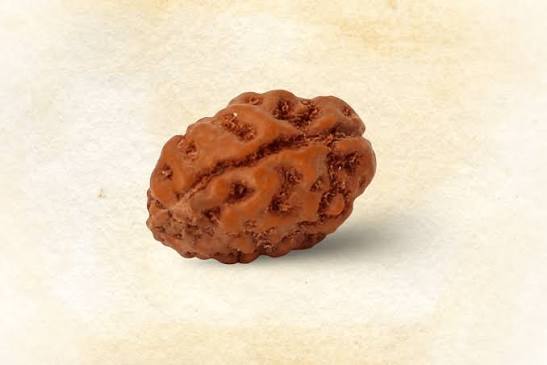 Holy Rudraksha 2 Mukhi Java Rudraksha – Indonesian Origin | Natural & Certified