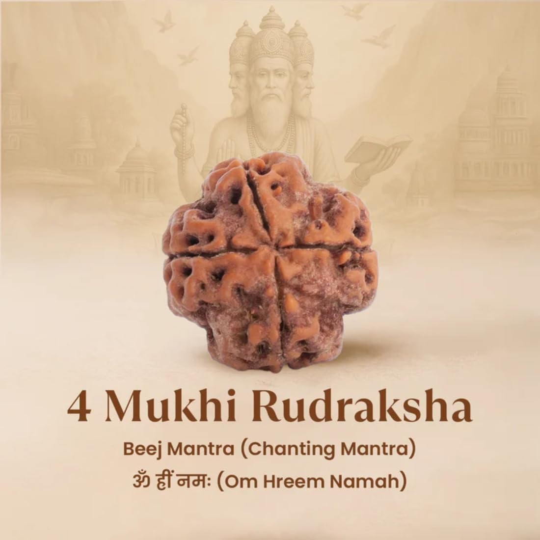 Holy Rudraksha 4 Mukhi Nepal Origin Rudraksha β Indonesian Origin | Natural & Certified view 3