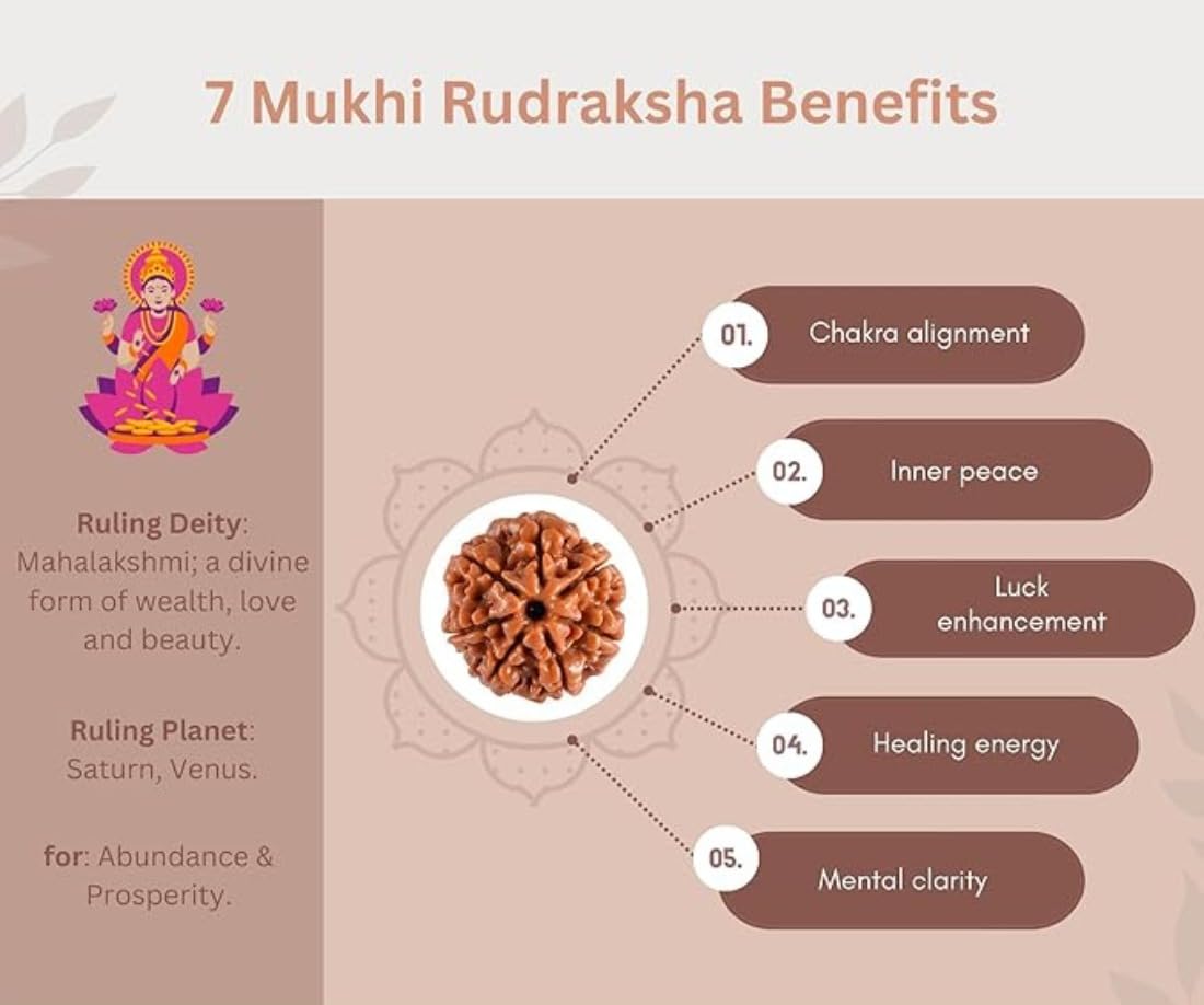 Holy Rudraksha 7 Mukhi Rudraksha – Nepal Origin | Natural & Certified view 3