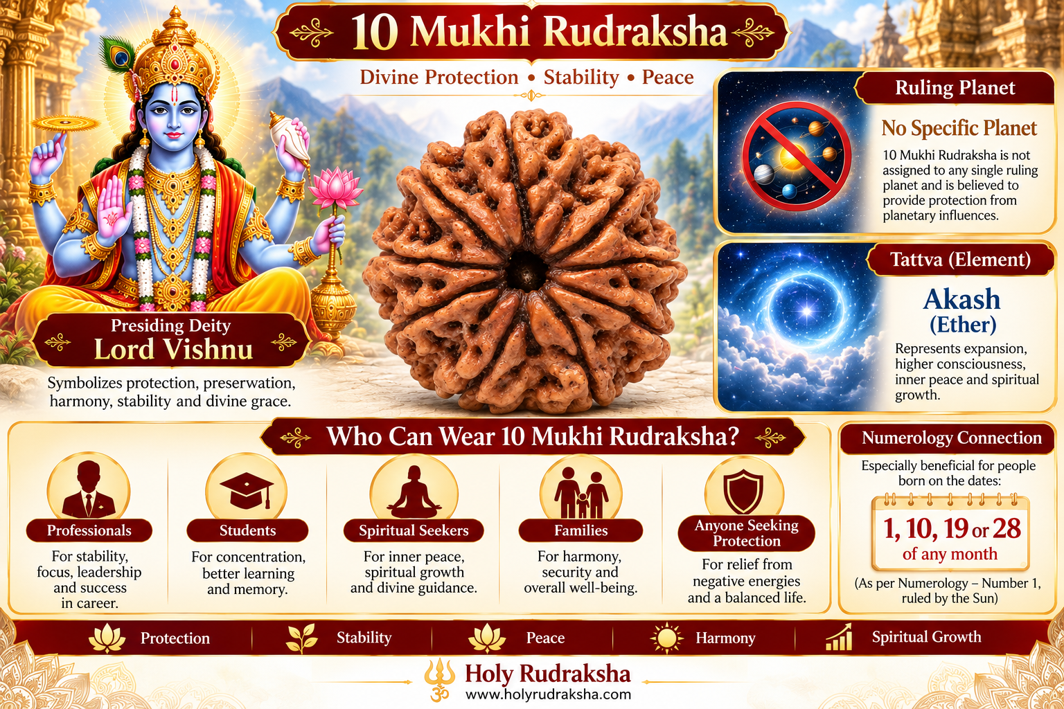 Holy Rudraksha 10 Mukhi Rudraksha – Nepal Origin | Natural & Certified view 5