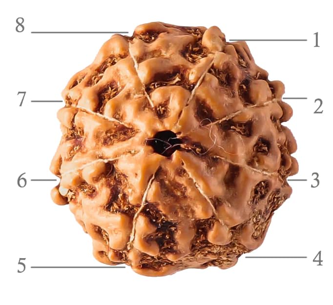 Holy Rudraksha 8 Mukhi Rudraksha ā Nepal Origin | Natural & Certified view 2