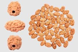 Holy Rudraksha 2 Mukhi Java Rudraksha – Indonesian Origin | Natural & Certified image 2