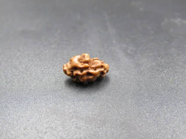Holy Rudraksha 1 Mukhi Java Rudraksha – Indonesian Origin | Natural & Certified image 4