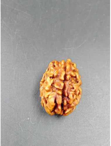 Holy Rudraksha 1 Mukhi Rudraksha – Himalaya Origin | Natural & Certified image 2