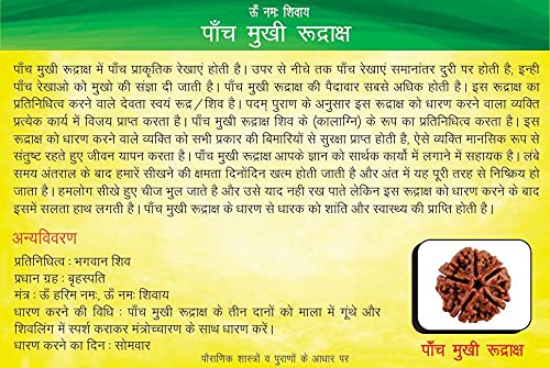 5 Mukhi Rudraksha image 2
