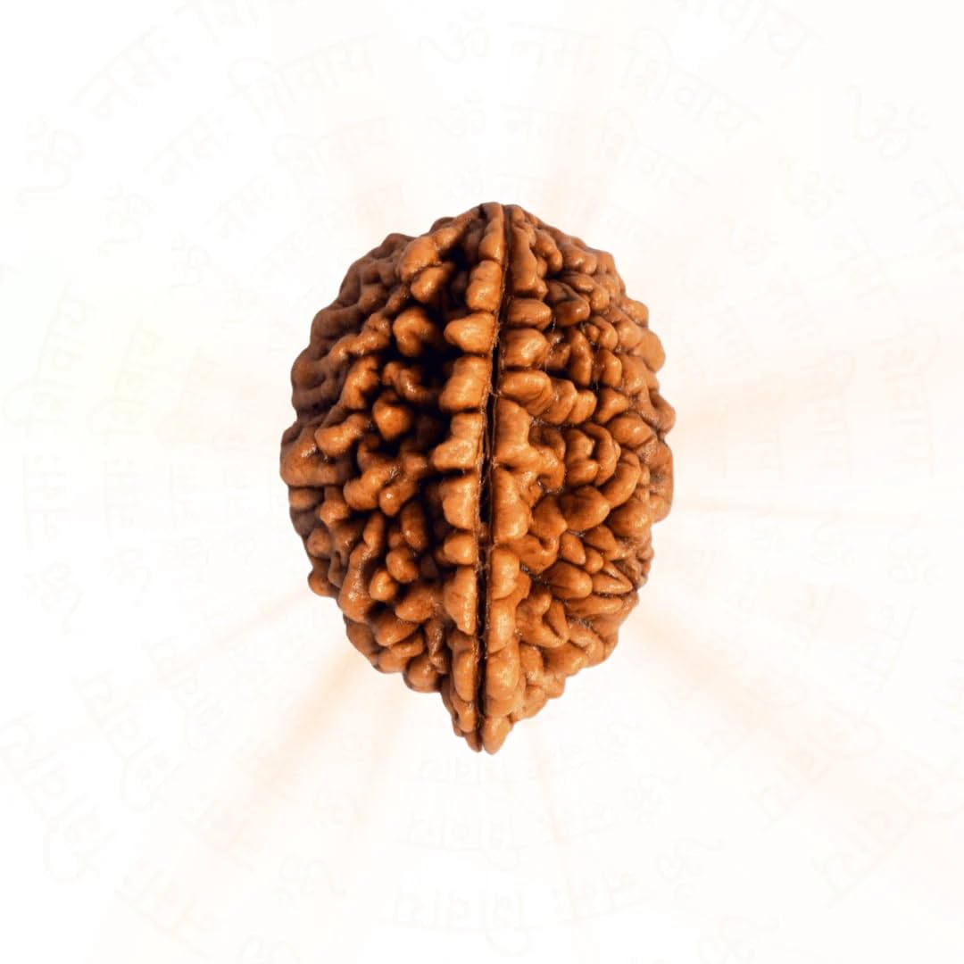 Natural 2 Mukhi Rudraksha