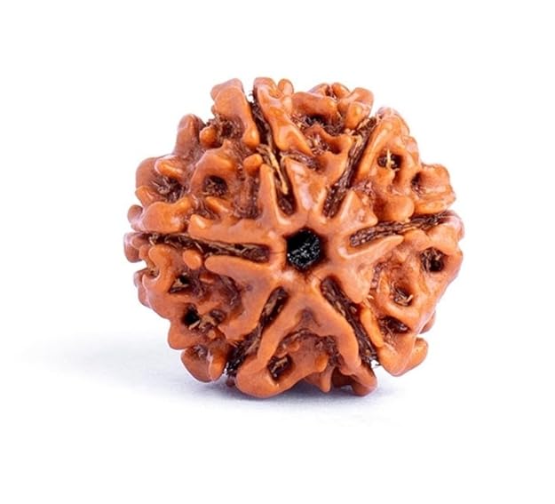 Holy Rudraksha 6 Mukhi Rudraksha – Nepal Origin | Natural & Certified