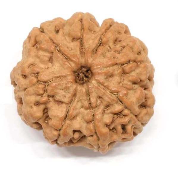 Holy Rudraksha 7 Mukhi Rudraksha – Nepal Origin | Natural & Certified