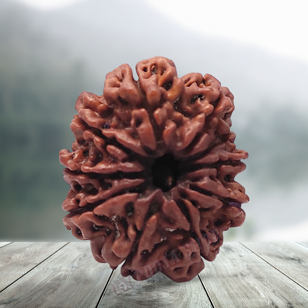 Holy Rudraksha 10 Mukhi Rudraksha – Nepal Origin | Natural & Certified