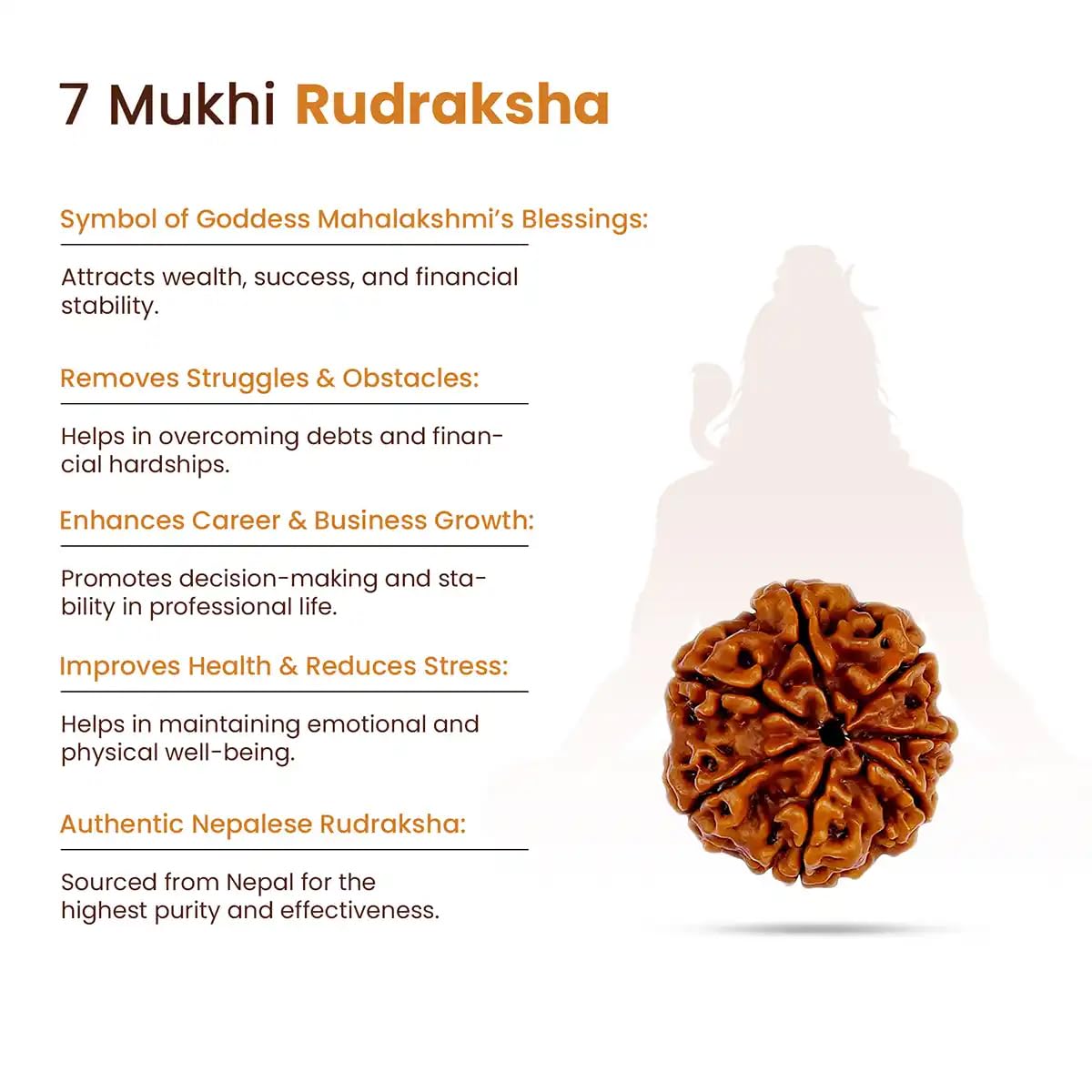 Holy Rudraksha 7 Mukhi Rudraksha – Nepal Origin | Natural & Certified view 4