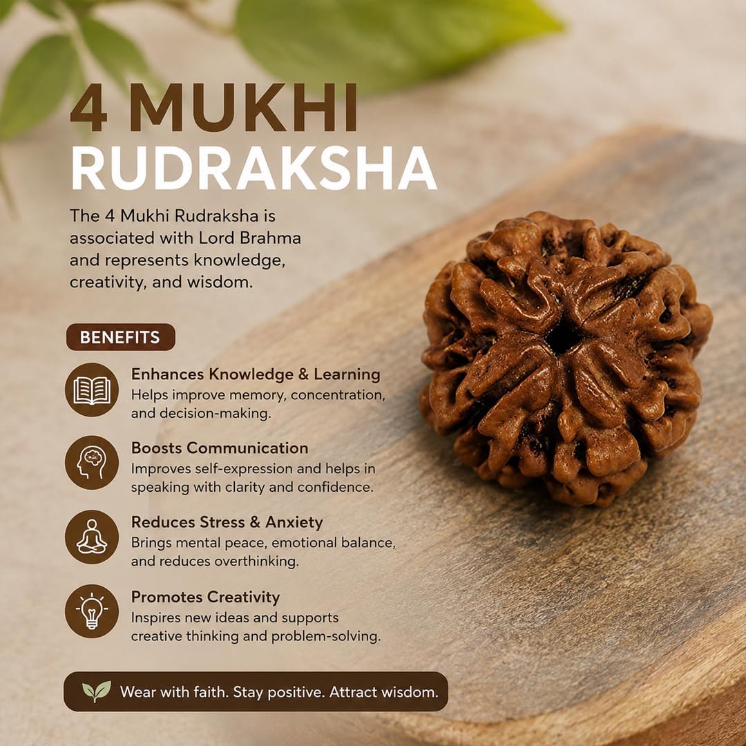 Holy Rudraksha 4 Mukhi Nepal Origin Rudraksha β Indonesian Origin | Natural & Certified view 5