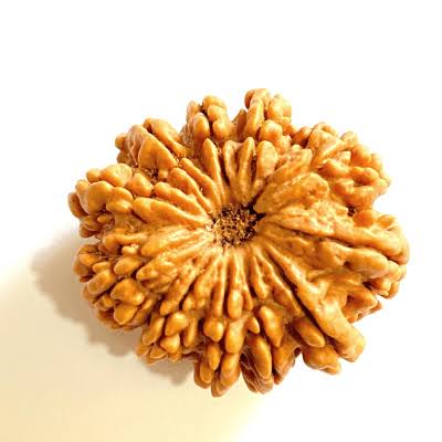 Holy Rudraksha 11 Mukhi Rudraksha – Nepal Origin | Natural & Certified