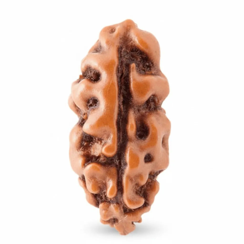 Holy Rudraksha 1 Mukhi Java Rudraksha – Indonesian Origin | Natural & Certified image 3