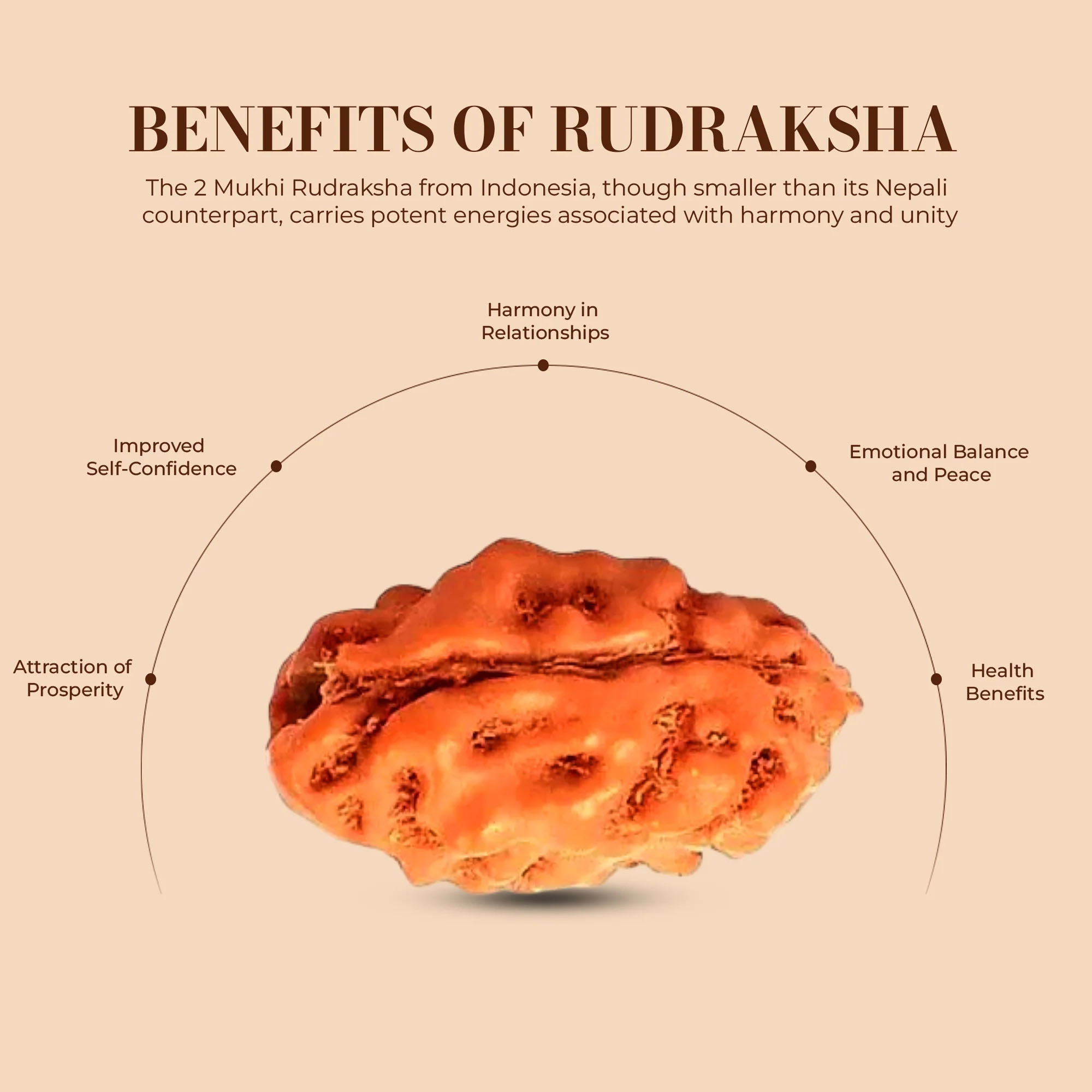 Holy Rudraksha 2 Mukhi Java Rudraksha – Indonesian Origin | Natural & Certified image 3
