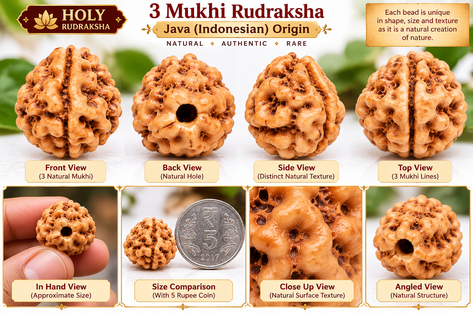 Holy Rudraksha 3 Mukhi Java Rudraksha – Indonesian Origin | Natural & Certified view 3