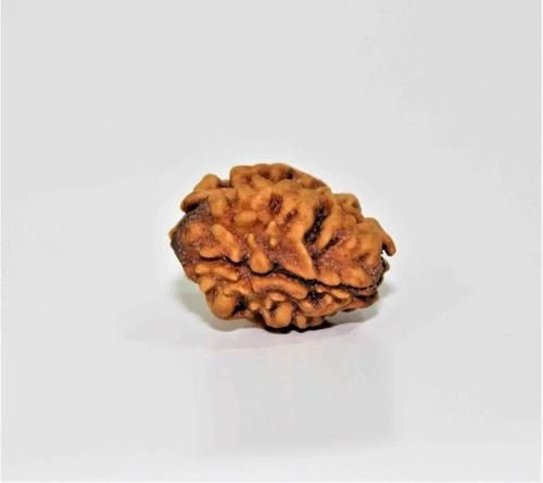 Holy Rudraksha 2 Mukhi Rudraksha – Himalaya Origin | Natural & Certified image 4