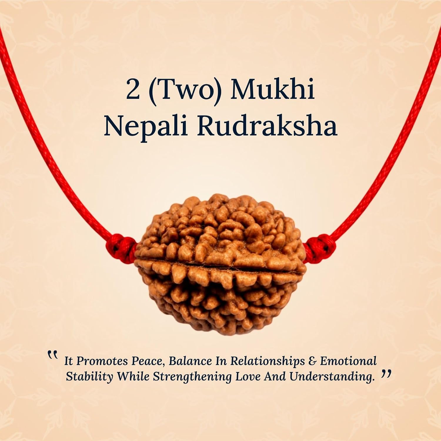 Natural 2 Mukhi Rudraksha