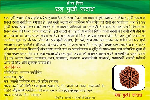 Holy Rudraksha 6 Mukhi Rudraksha β Nepal Origin | Natural & Certified view 2