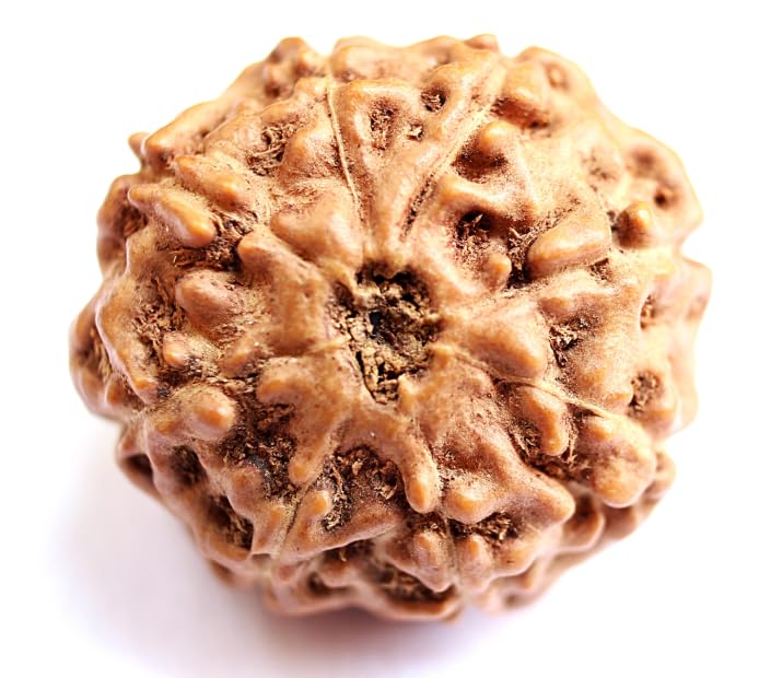 Holy Rudraksha 8 Mukhi Rudraksha – Nepal Origin | Natural & Certified