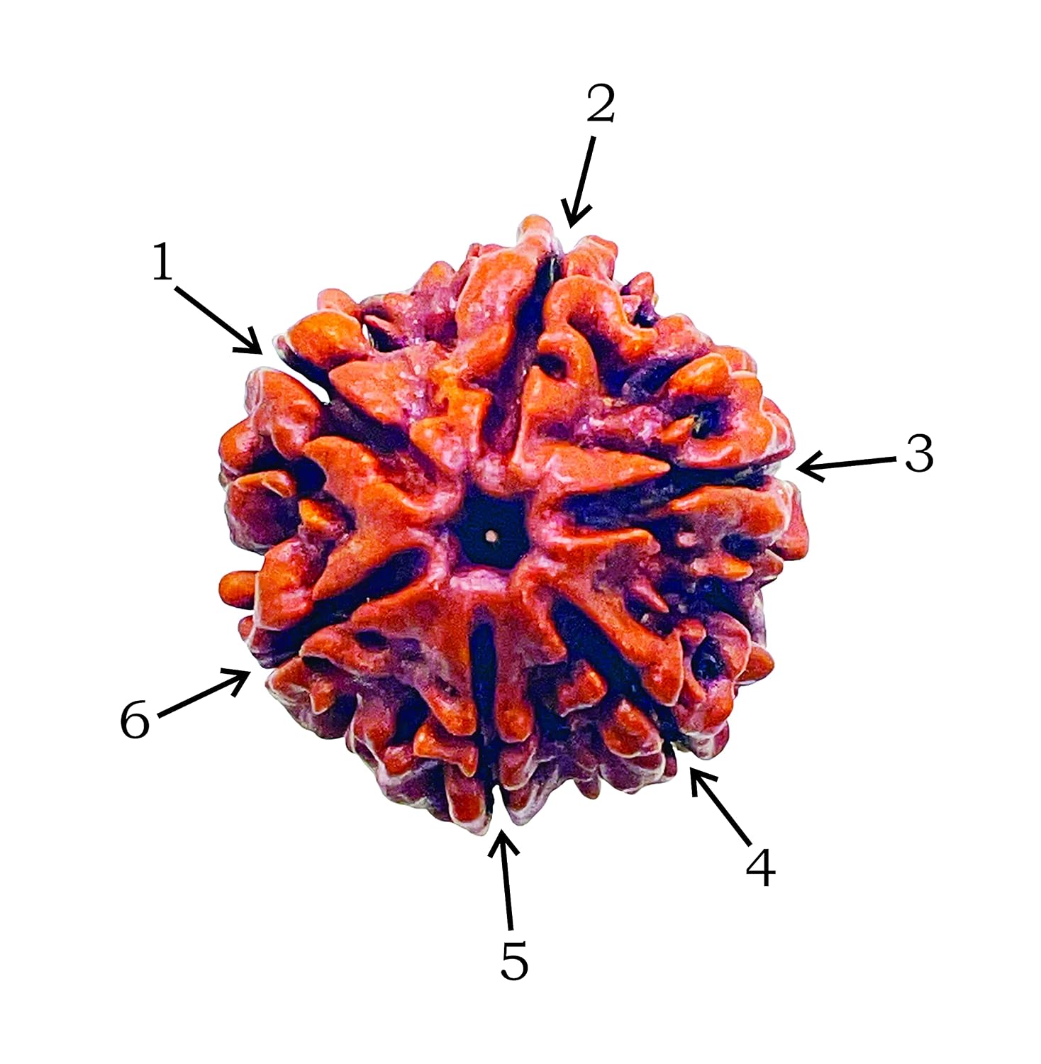 Holy Rudraksha 6 Mukhi Rudraksha β Nepal Origin | Natural & Certified view 5