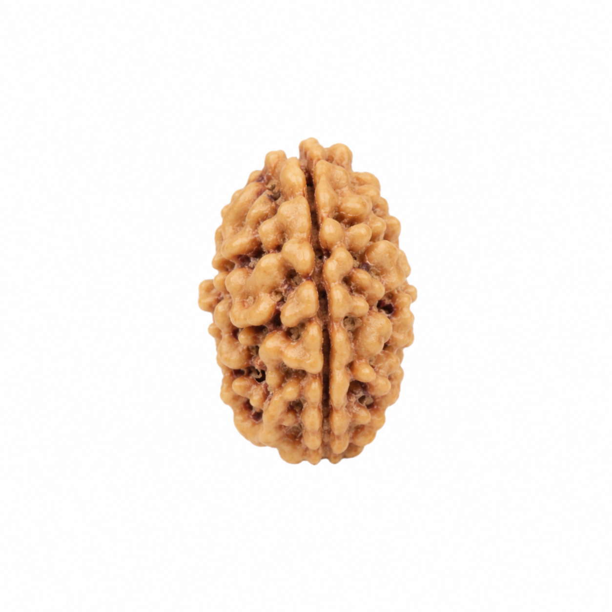 Holy Rudraksha 3 Mukhi Rudraksha – Himalaya Origin | Natural & Certified
