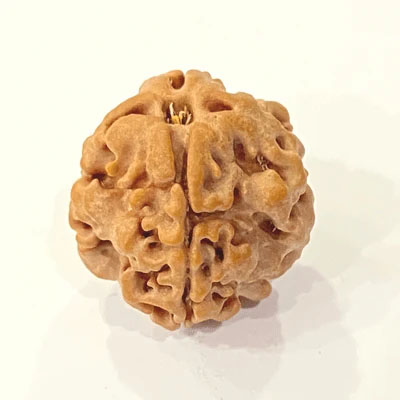 Holy Rudraksha 1 Mukhi Rudraksha – Nepal Origin | Natural & Certified