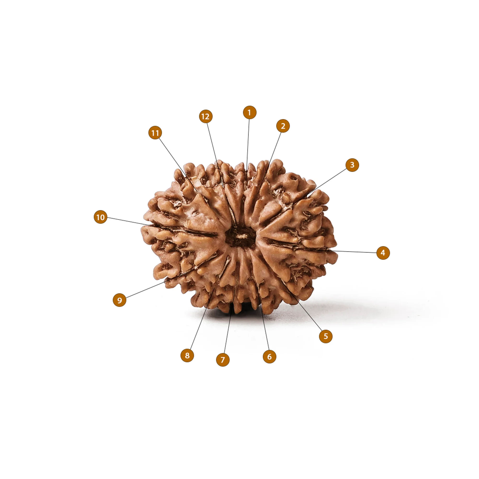 Holy Rudraksha 12 Mukhi Rudraksha – Nepal Origin | Natural & Certified view 5