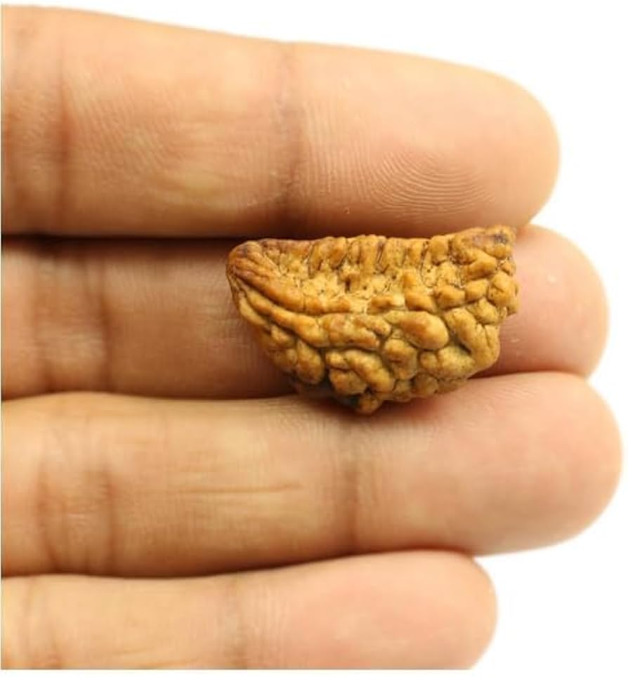 Holy Rudraksha 1 Mukhi Rudraksha – Himalaya Origin | Natural & Certified image 3