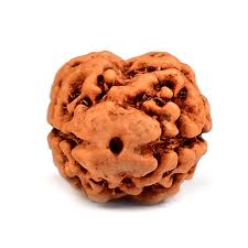 Holy Rudraksha 2 Mukhi Rudraksha – Nepal Origin | Natural & Certified