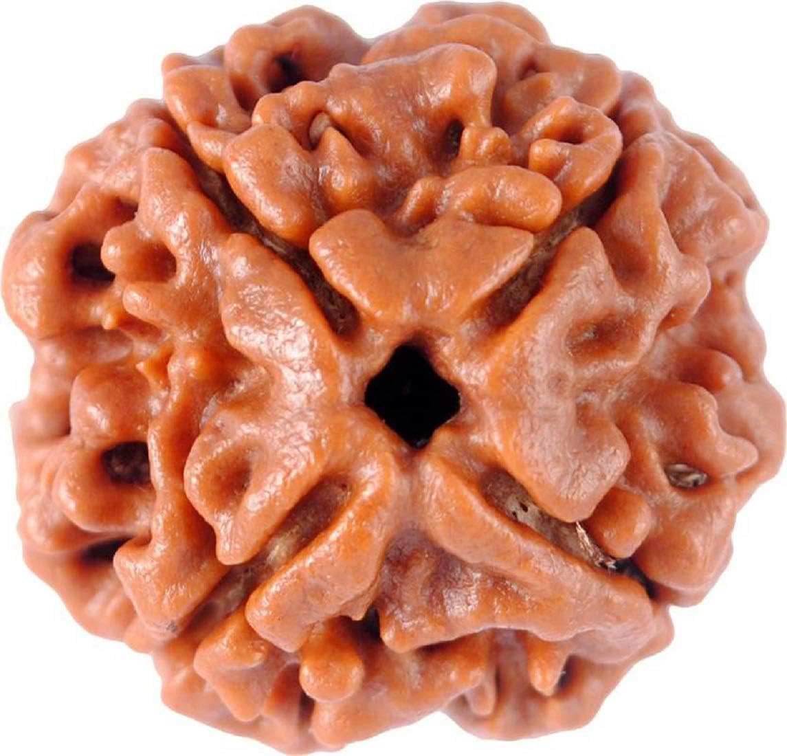 Holy Rudraksha 4 Mukhi Nepal Origin Rudraksha – Indonesian Origin | Natural & Certified