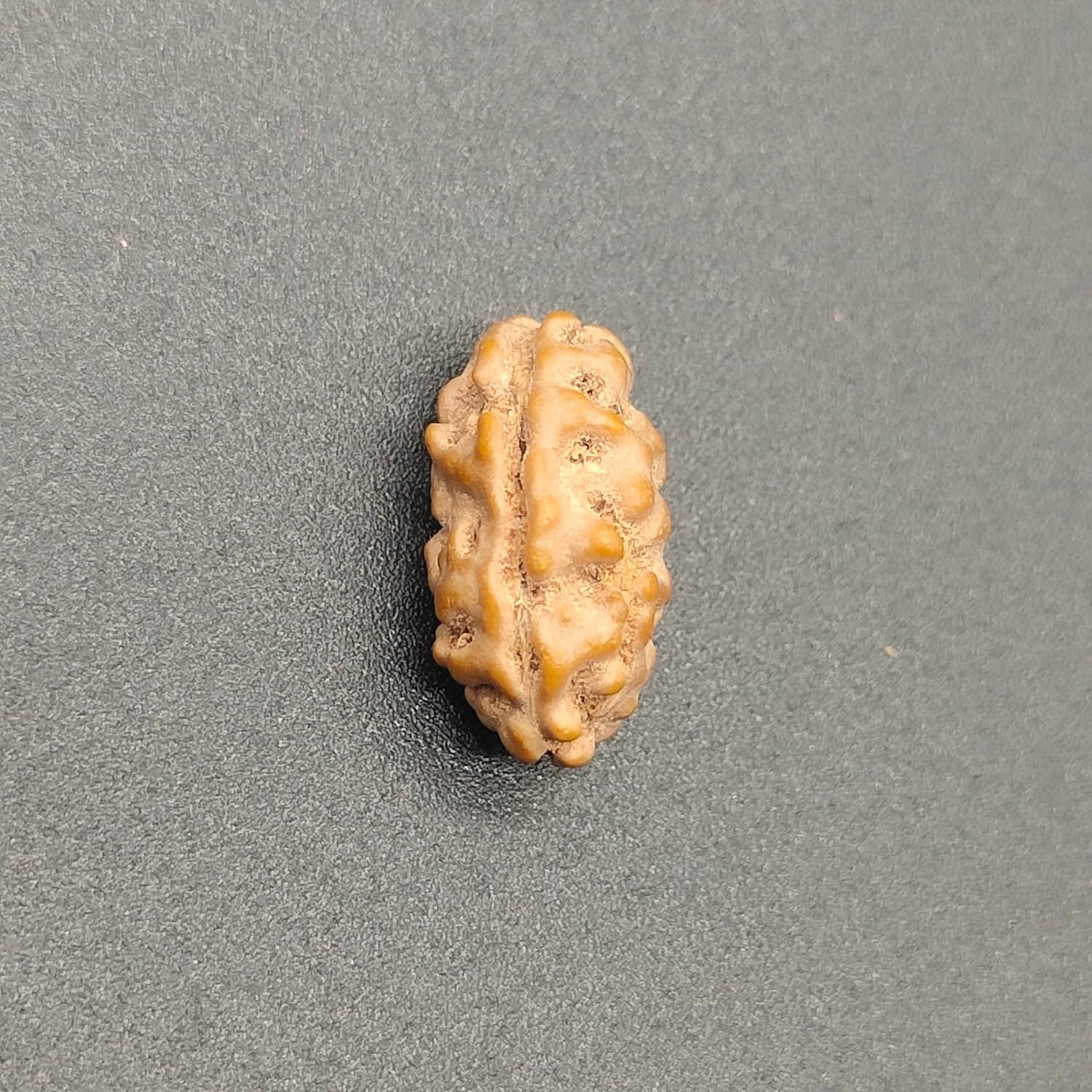 Holy Rudraksha 1 Mukhi Java Rudraksha – Indonesian Origin | Natural & Certified image 2