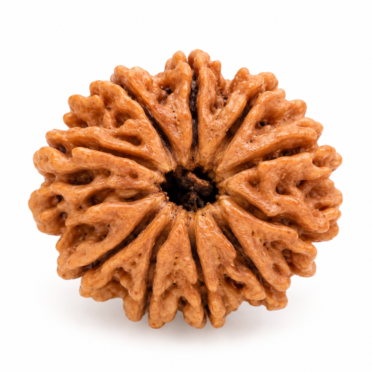 Holy Rudraksha 12 Mukhi Rudraksha – Nepal Origin | Natural & Certified