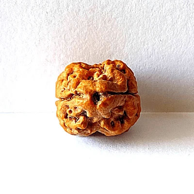 Holy Rudraksha 2 Mukhi Rudraksha – Nepal Origin | Natural & Certified image 2