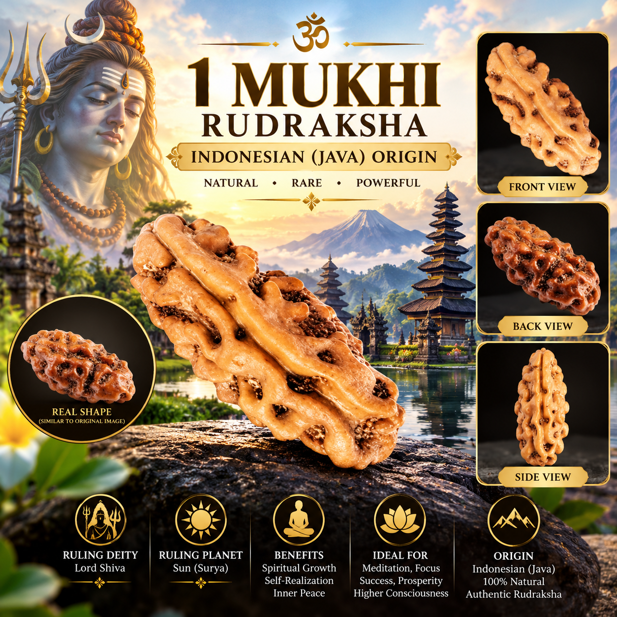 Holy Rudraksha 1 Mukhi Java Rudraksha – Indonesian Origin | Natural & Certified